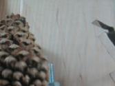 pine cone oscillator